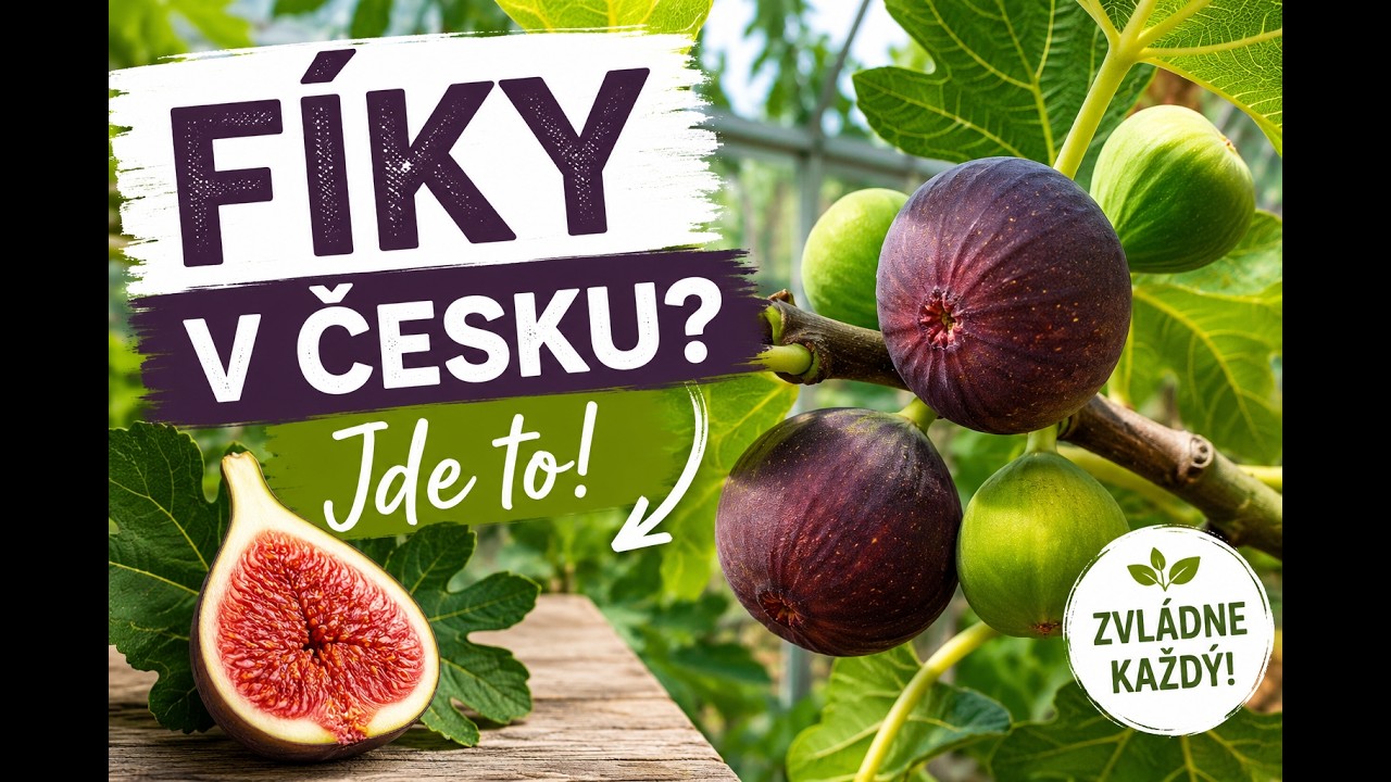 Fíky v české zahradě - chutné plody i bez Středomoří