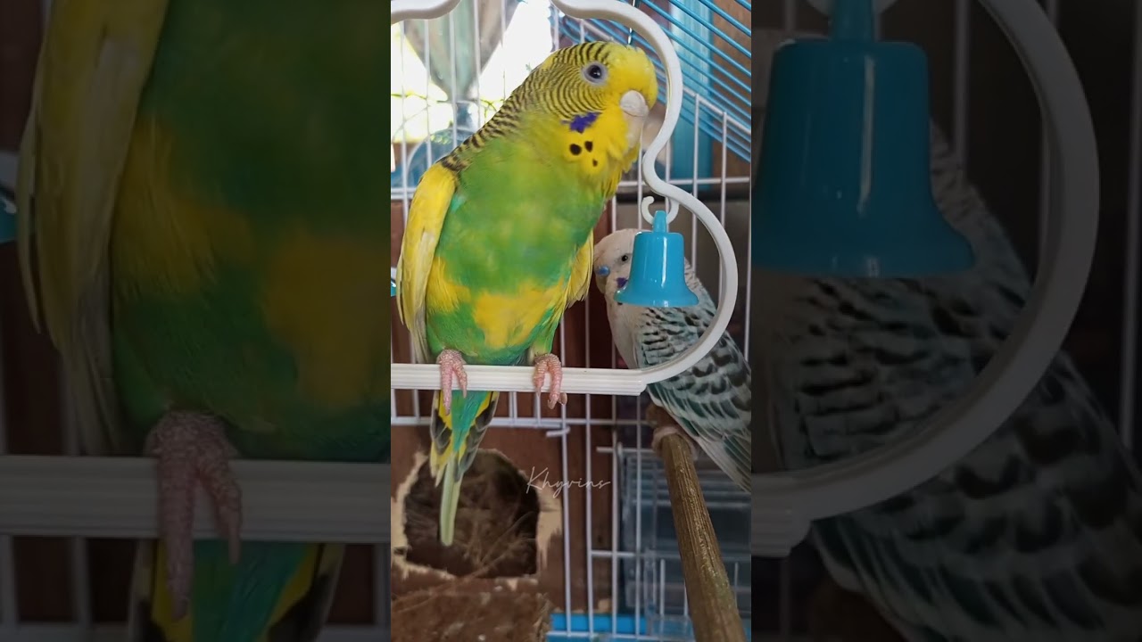 BUDGIE'S HAPPY CHIRPING | BUDGIE BIRD CHIRPING | Khyvins