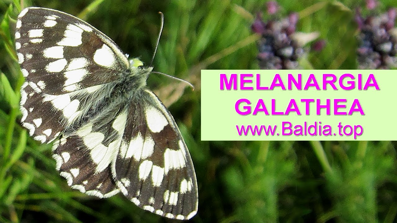 SCHACHBRETTFALTER legt Eier | Melanargia galathea | Schmetterling Eiablage | 88