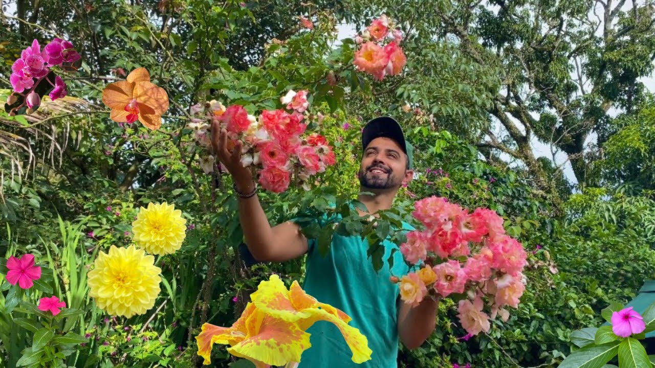  🌹 MINHA ROSEIRA CARREGADA DE ROSAS NO JARDIM DA CHÁCARA | GUTIZGRILO 