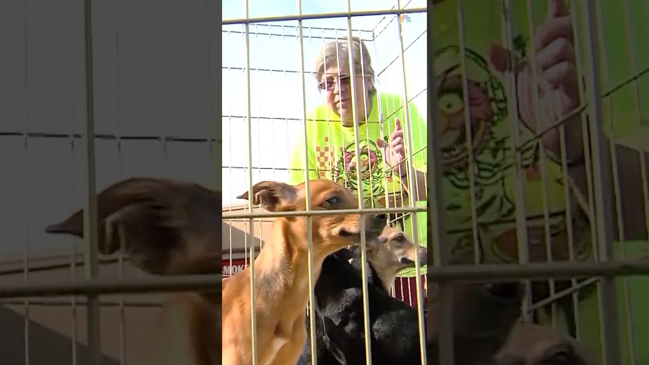 Over 150 dogs rescued from Utah home