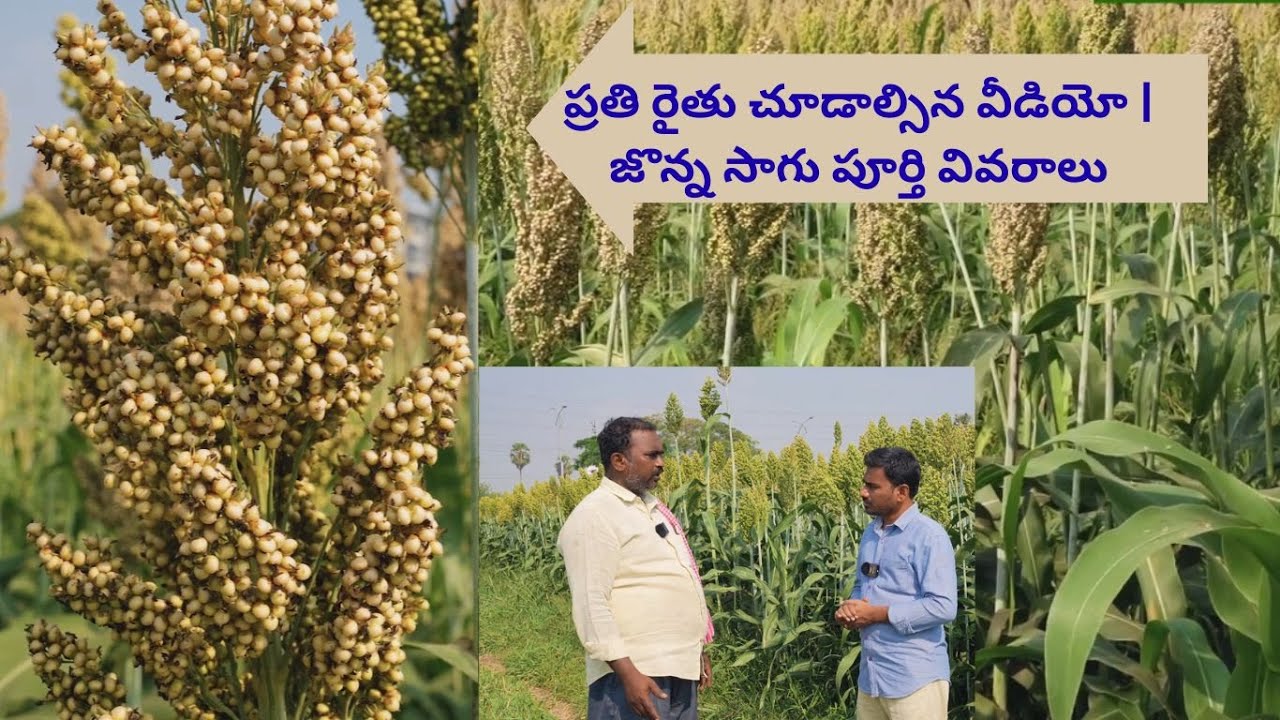 తక్కువ నీటితో ఎక్కువ లాభం – జొన్న సాగు