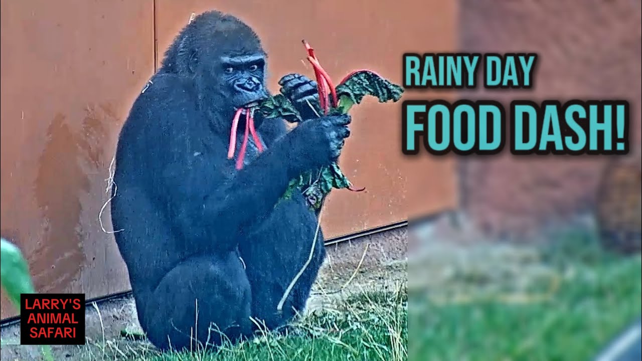 День с дождём: Голилам нужно поесть 🦍🌧️ #Гориллы #СемьяГорилл #ЛюбовьКГориллам