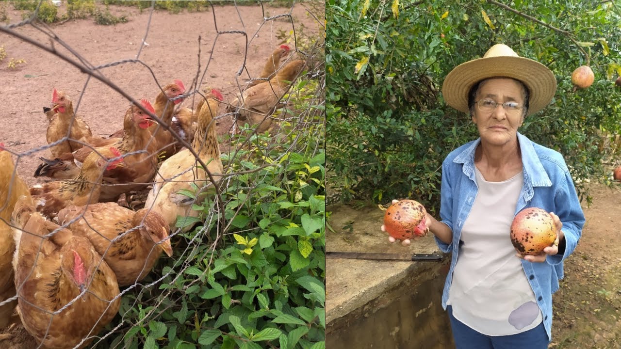 HOJE FOI DIA DE COLHEITA DE FRUTAS AQUI NA FAZENDINHA 
