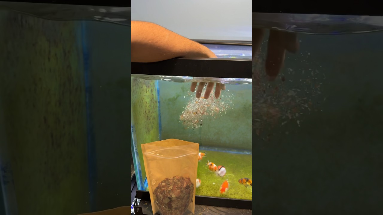 Don&rsquo;t make this mistake when feeding your fish!