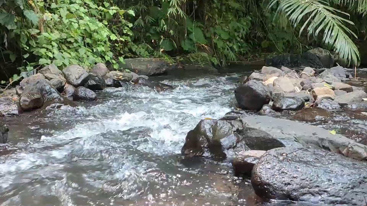 Relaxing River Sound for Study & Focus -  Forest Stream Ambience