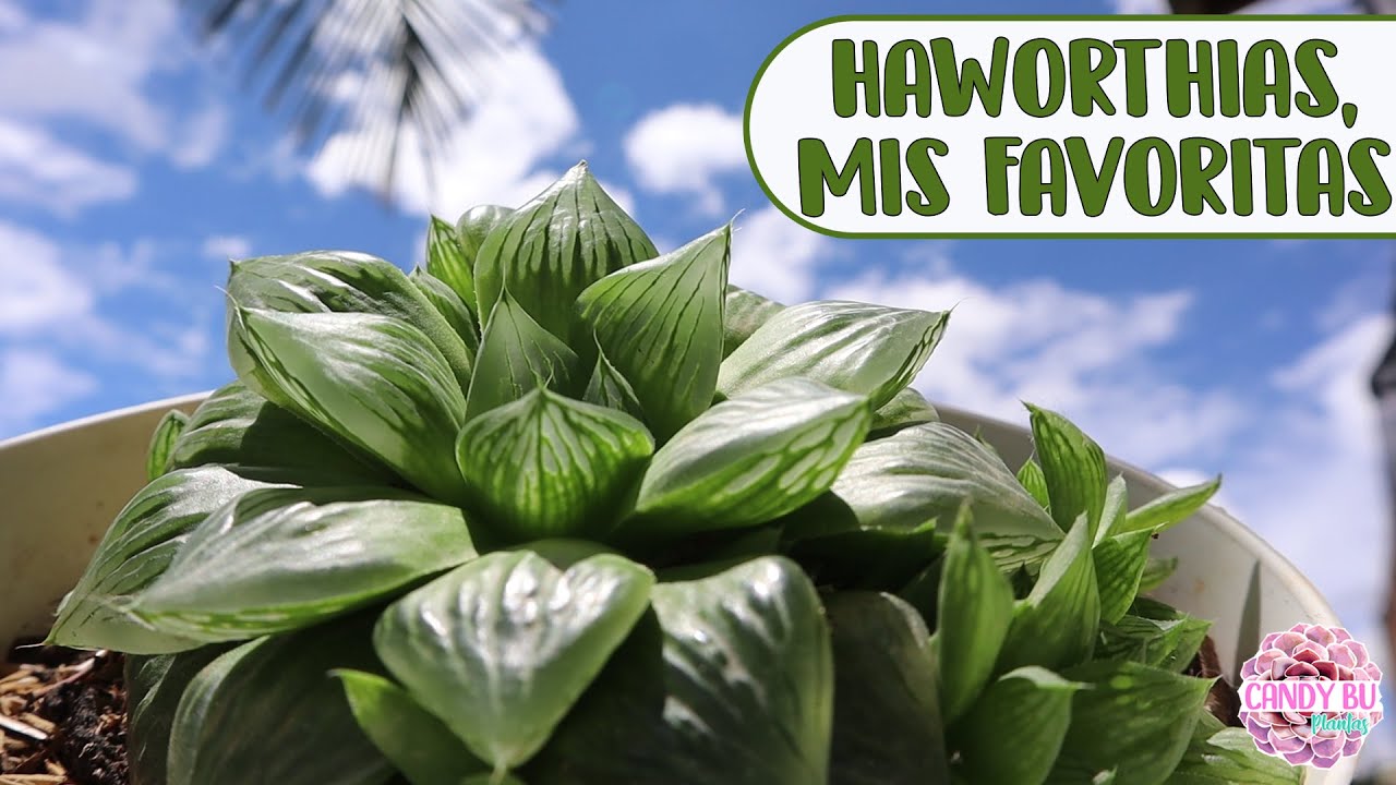 HAWORTHIA Suculenta cristalina de sombra │Candy Bu