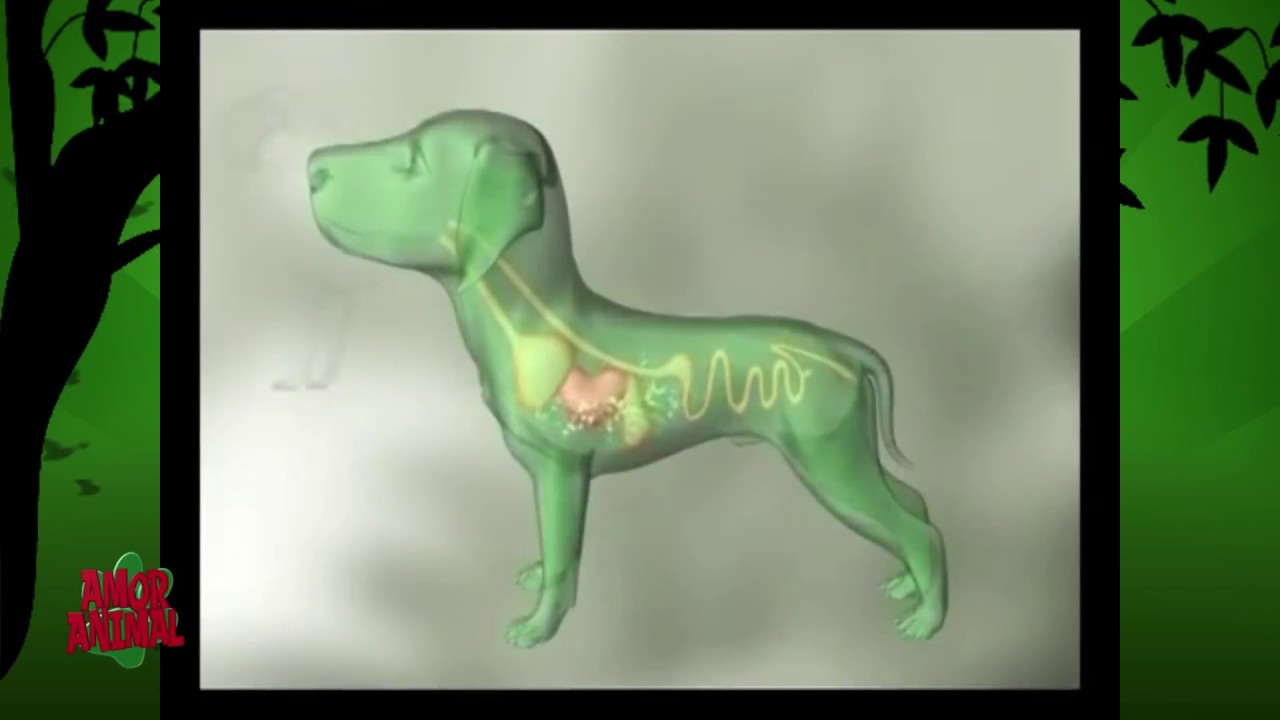 EL MOQUILLO PUEDE EVITARSE