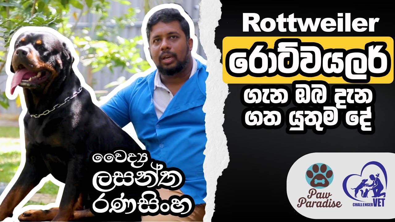 Rottweiler Health Guide