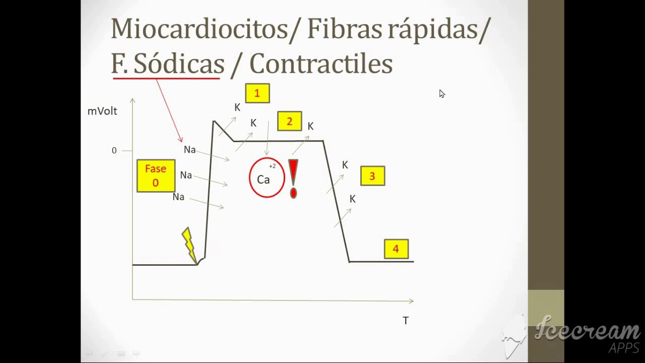 Potencial de acción cardíaco en 20 min Fisio UBA