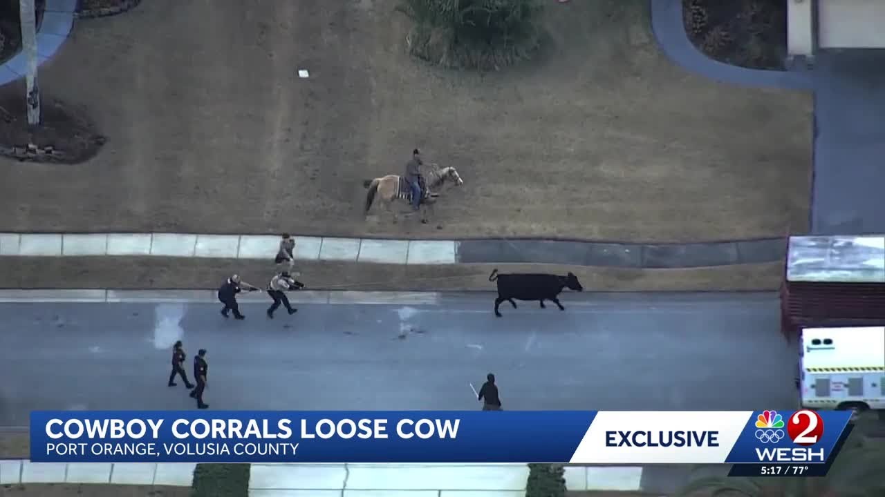 Cowboy who captured loose cow in Port Orange searching for owner