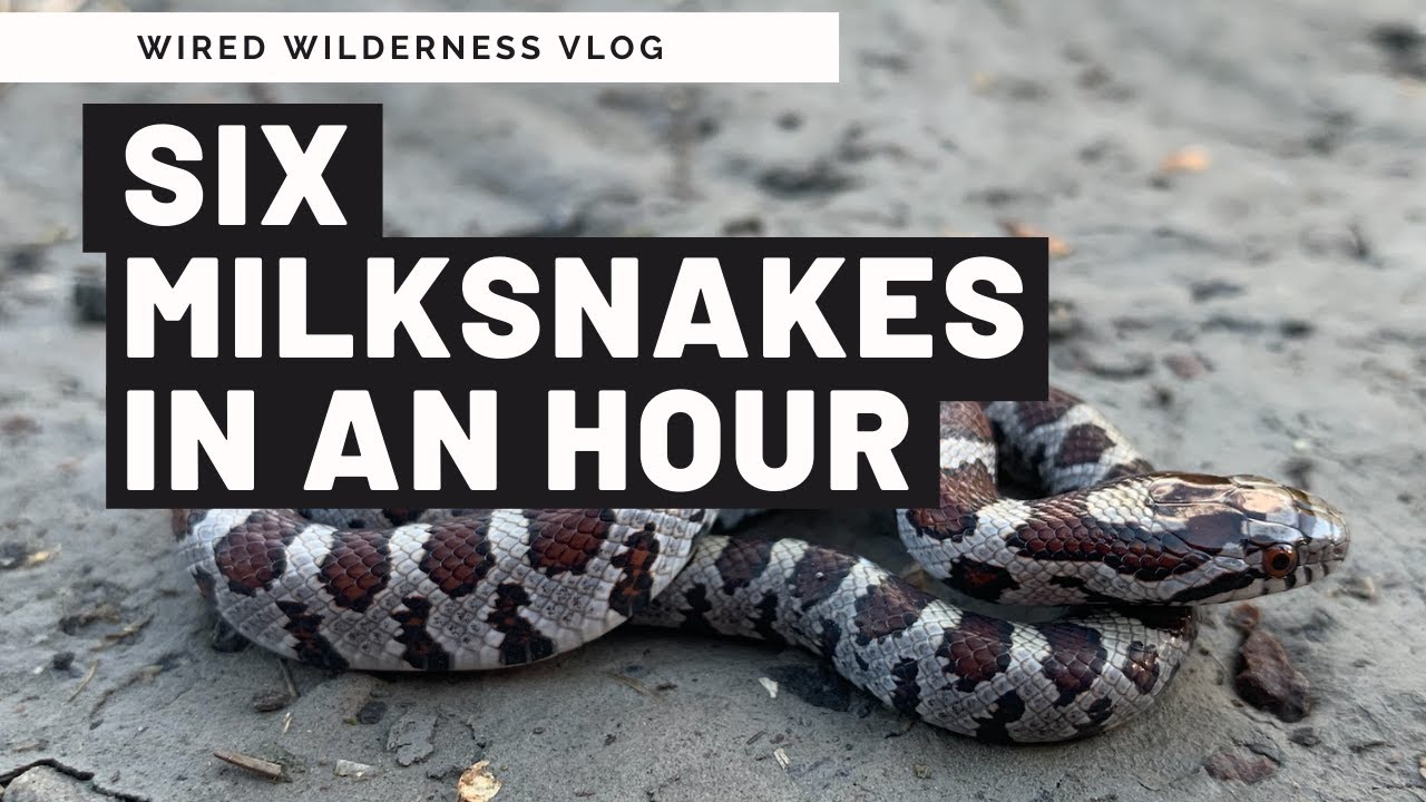 6 MILKSNAKES In ONE HOUR | Herpetology | Wired Wilderness Vlog