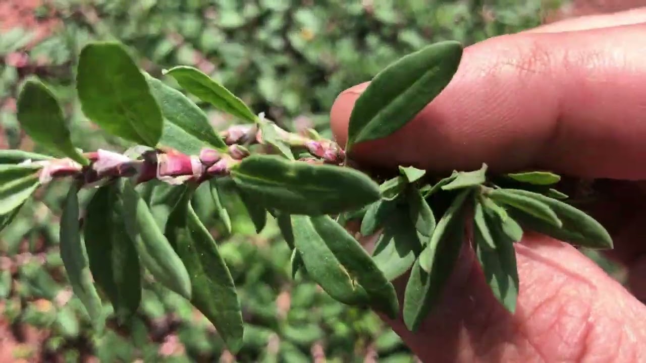 8 видов полезных дикорастущих трав, которые растут и собираются в высокогорных районах.