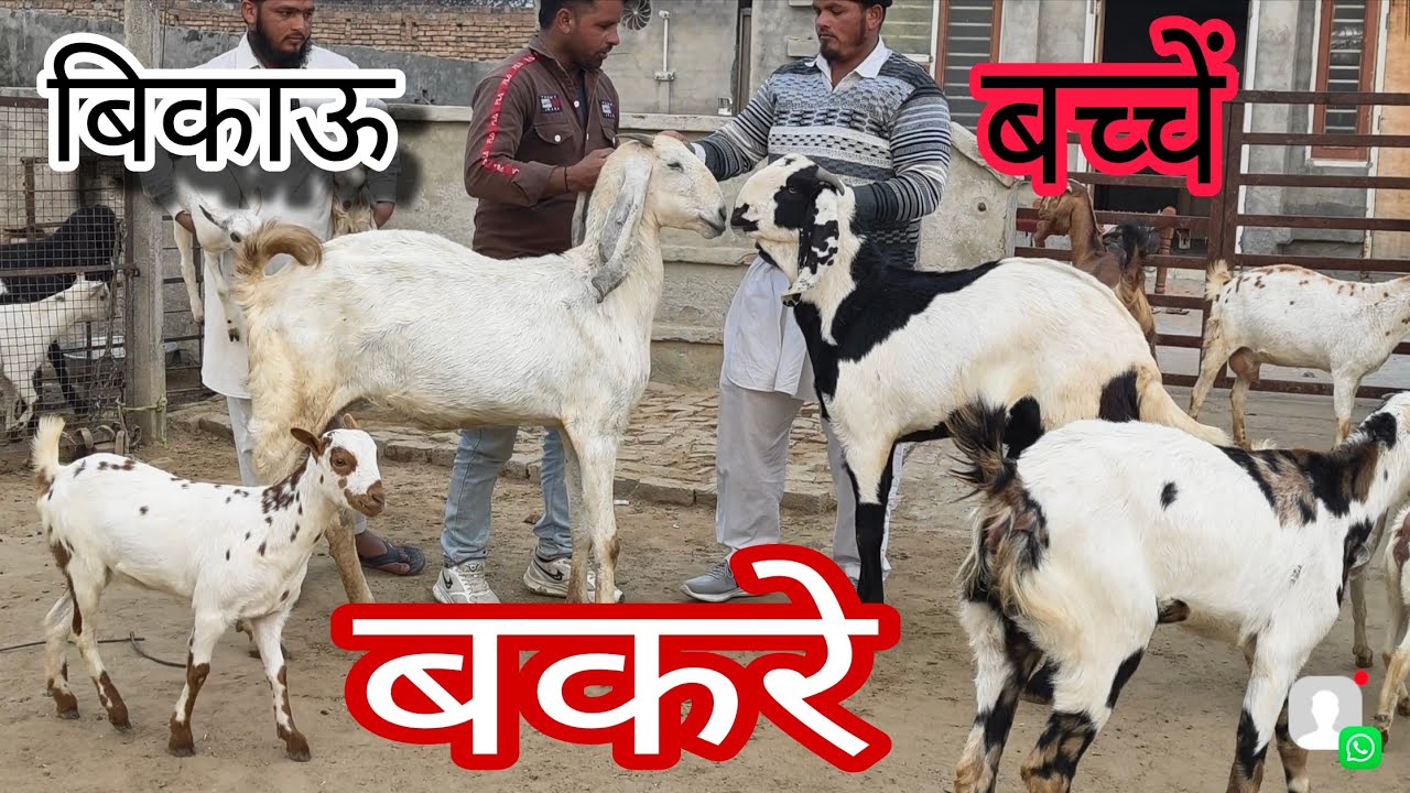 40 इंच की बकरी और बरबरी बकरे बाकरियां फार्म मे 