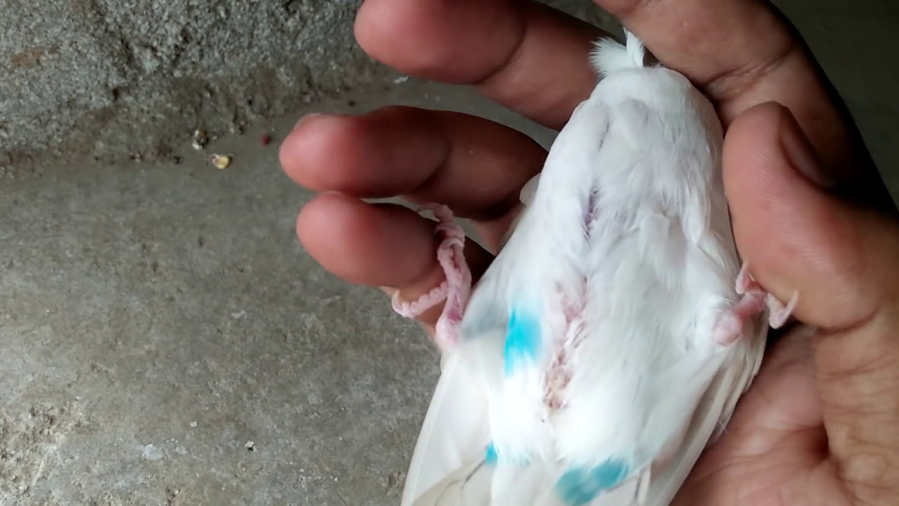 Budgies Parrots breeder pair ko kaise kharide expert tips in Urdu/Hindi.