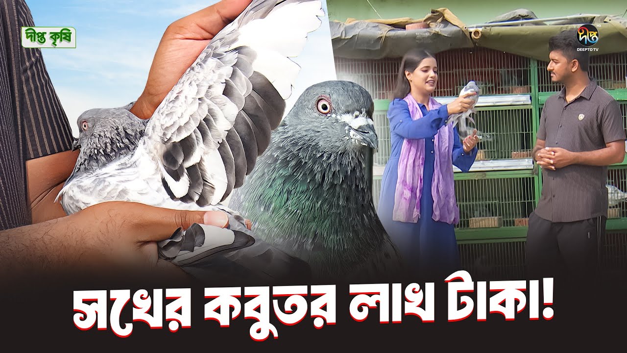 Deepto Krishi | শখের বসে কবুতর পালন করে লাখ টাকা আয়! | EP 1657 | Deepto TV