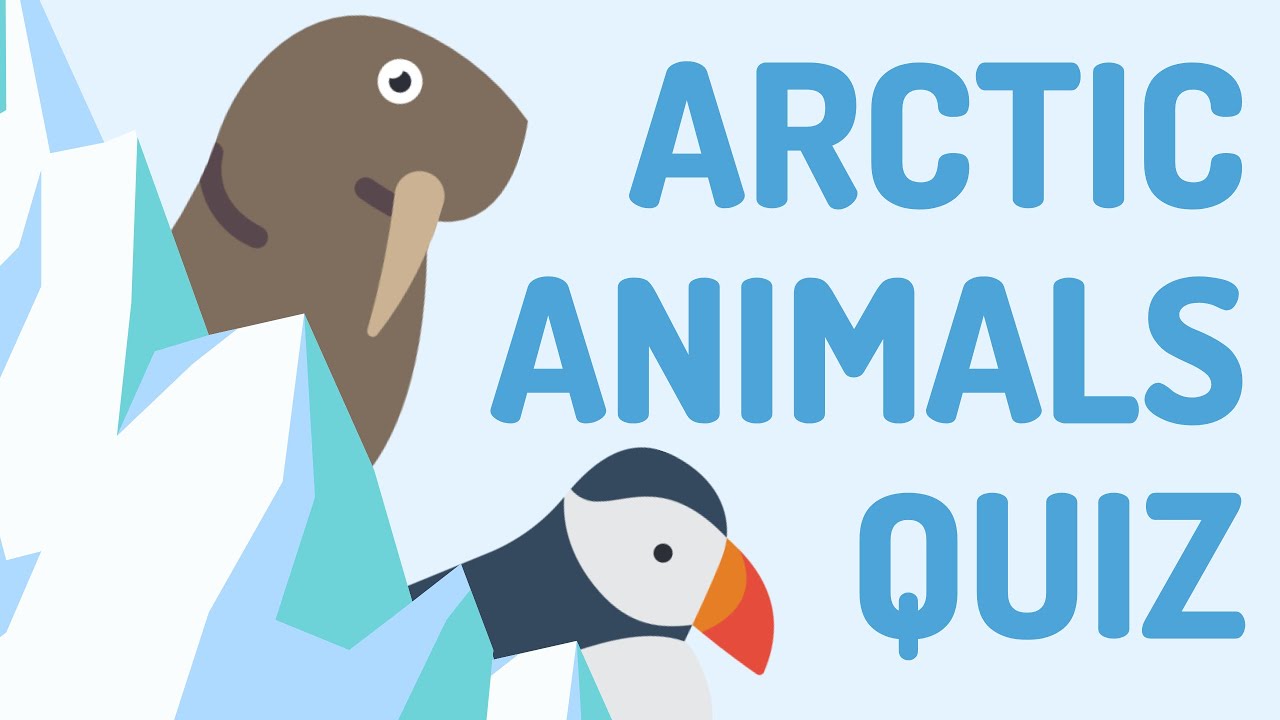 Arctic Animal Quiz for Kids ❄️🐧 | Fun Guessing Game (Timed)