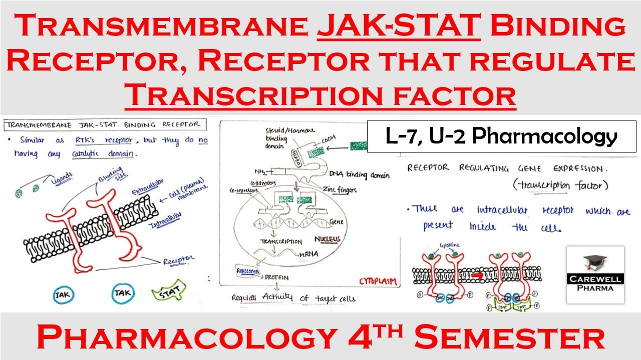 Transmembrane JAK- STAT binding Receptor || Receptor that regulate transcription factors || L-7 U-2
