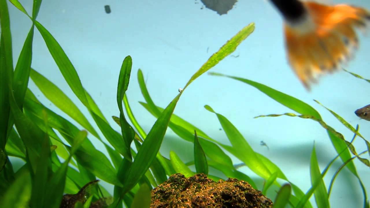 VALLISNERIA PEARLING. CO2 boost! (NO COMMENTARY).