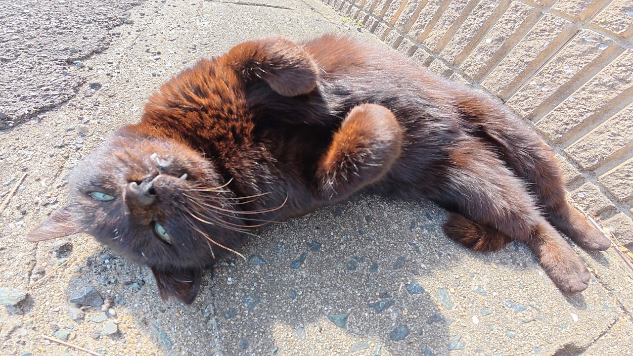 Черная кошка лежит на животе, лицом к небу, и нападает на человека.