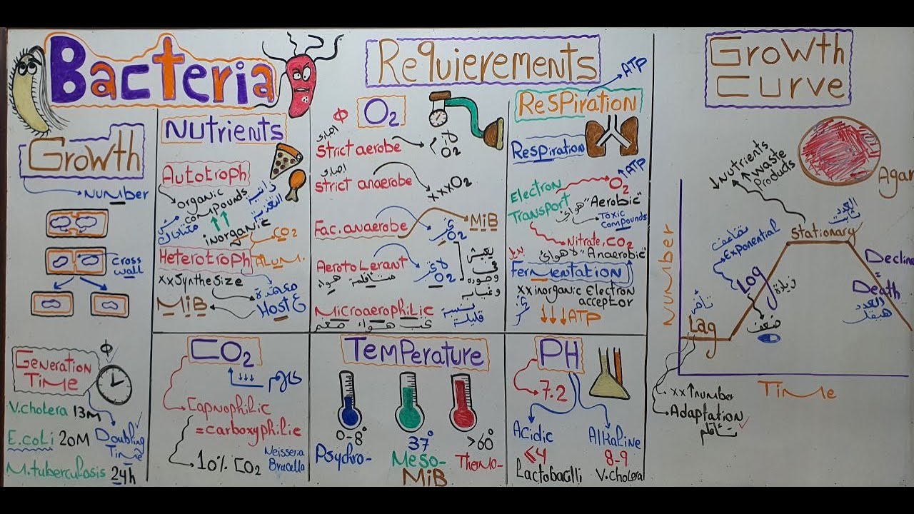 Bacterial Growth (Lecture 4)