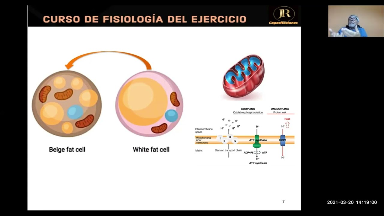 METABOLISMO ENERG&Eacute;TICO DE LAS GRASAS