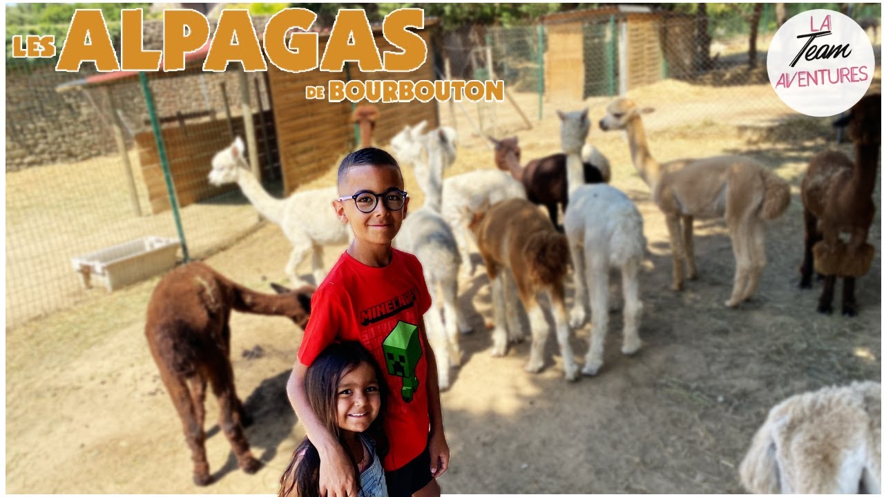 Visite des Alpagas de Bourbouton