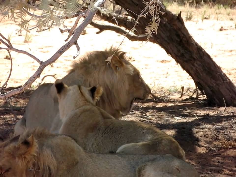 Lion with Canine Distemper ''Truth about lions''