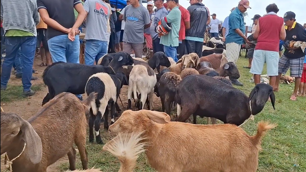 FEIRA DE CAPRINO,AVES E PORCOS DE LAGOA DE PEDRAS-RN 28.07.2025