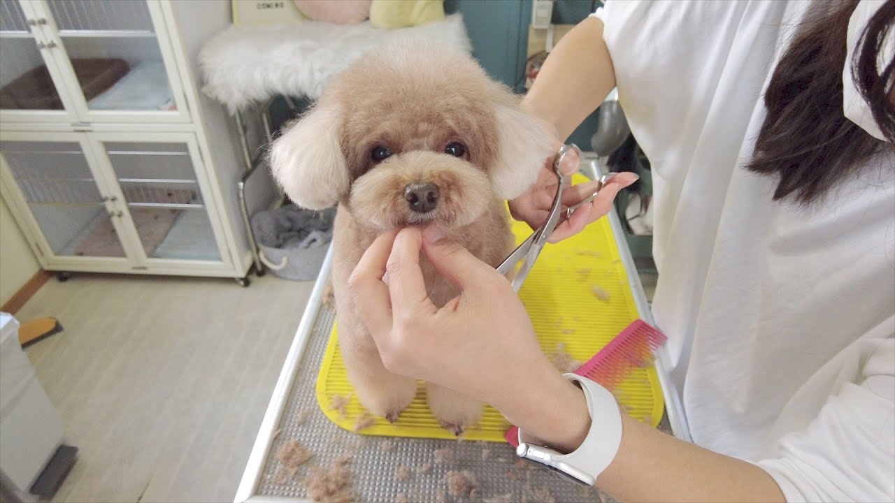【初潜入】トリミングに密着！ボサボサの犬が綺麗になるまで！【トイプードル】
