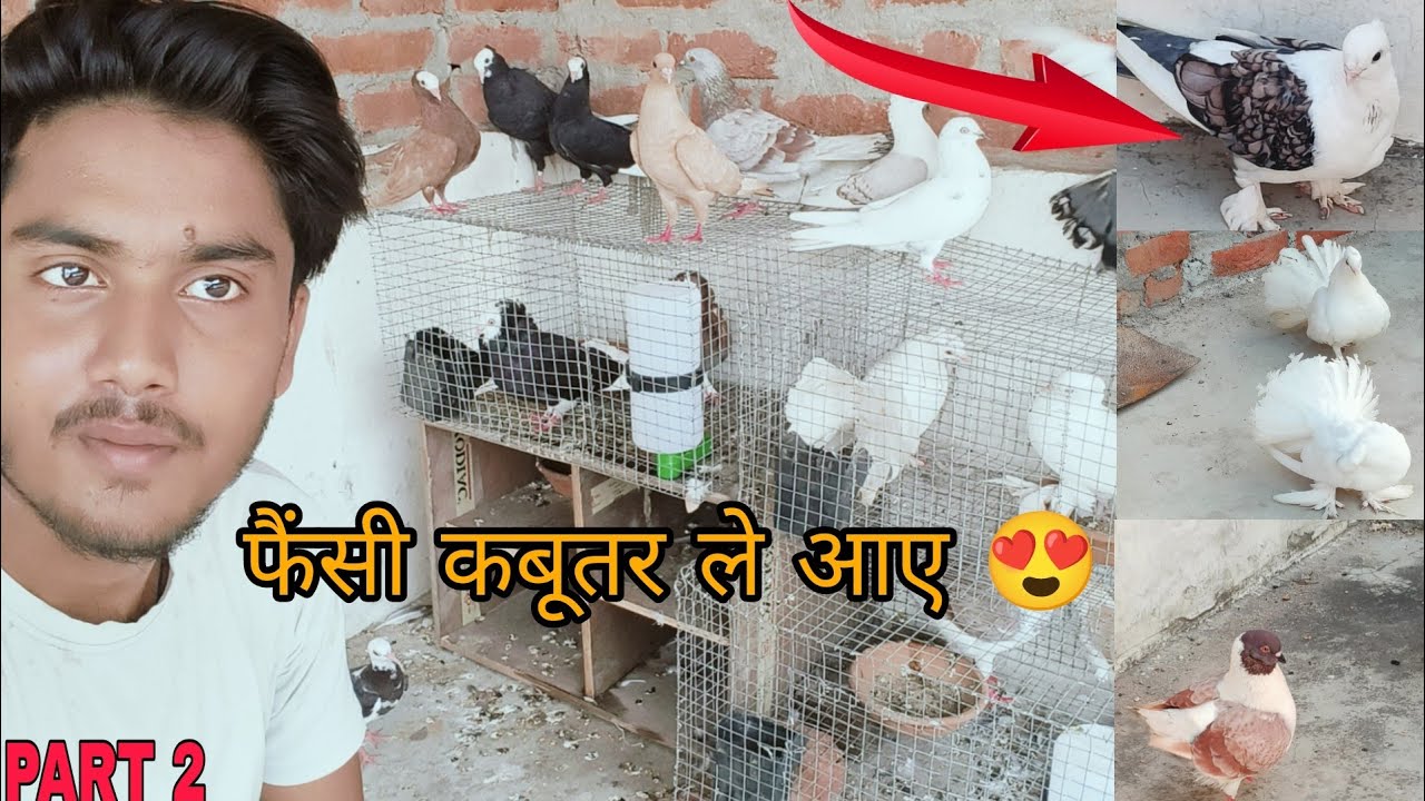 Fancy pigeon breeding setup|| Fancy kabutar setup