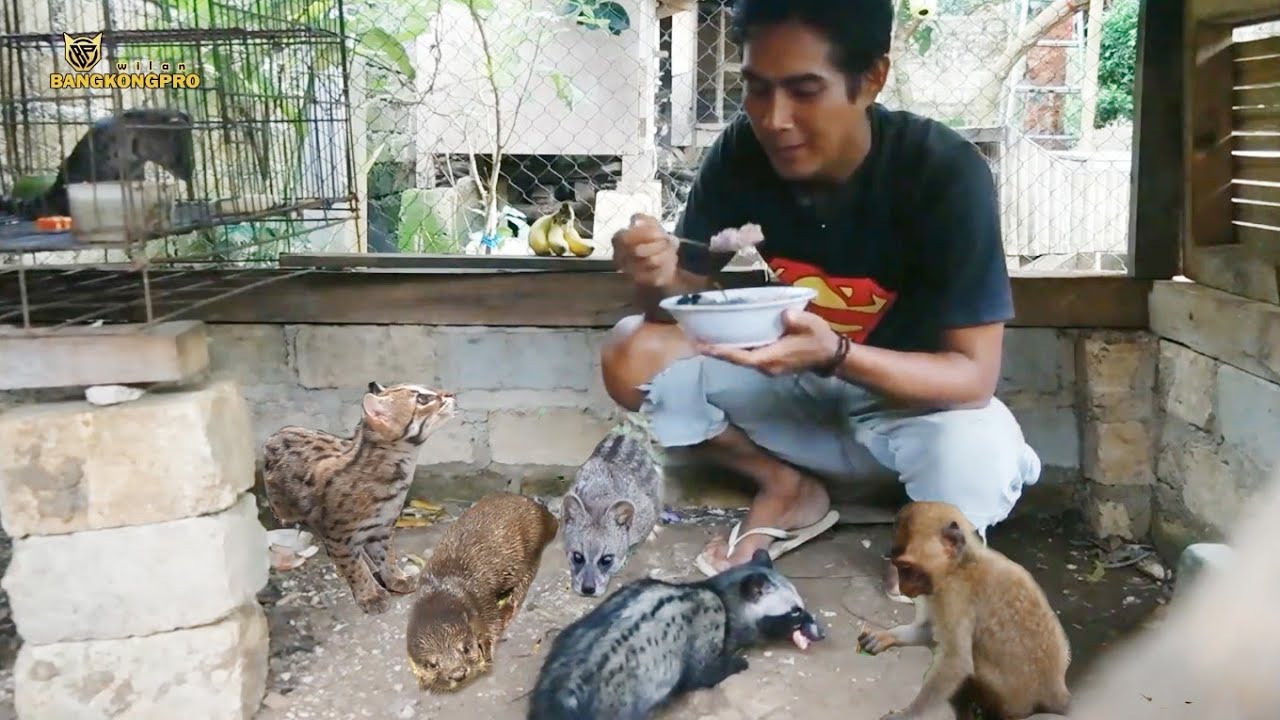 Ini Makanan Musang Rase, Otter, Musang Pandan Supaya Gemuk, Jitot dan Bonding