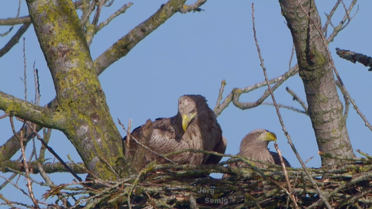 Seeadler NRW - Seeadlerpaar 2026 - Anflug Horst