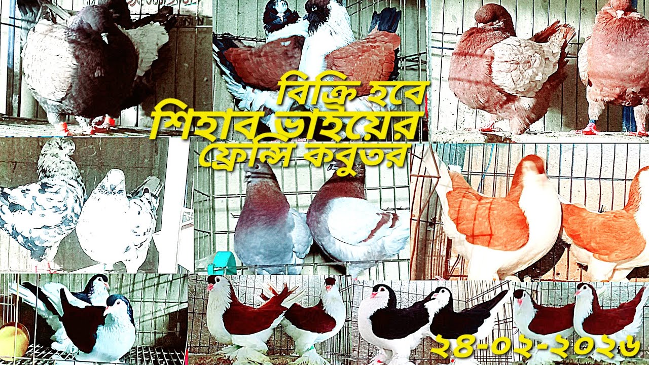 ফ্রেন্সি কবুতর ক্রয় করুন শিহাব ভাইয়ের |  অরজিনাল ইউরোপিয়ান লাহরী কবুতর কিনুন | কবুতর কিনুন সুযোগ আজই