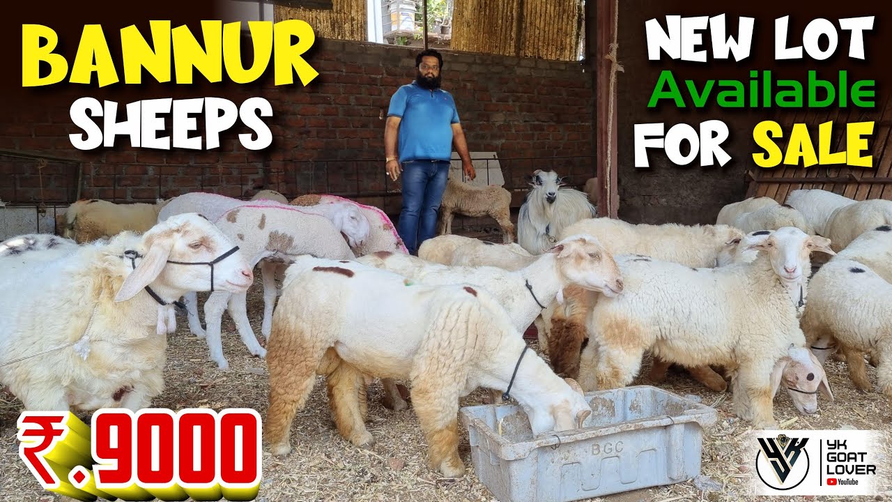 Bannur and Huntel Sheeps Zing New Lot Available at Crystal Goat Farm I YK GOAT LOVER