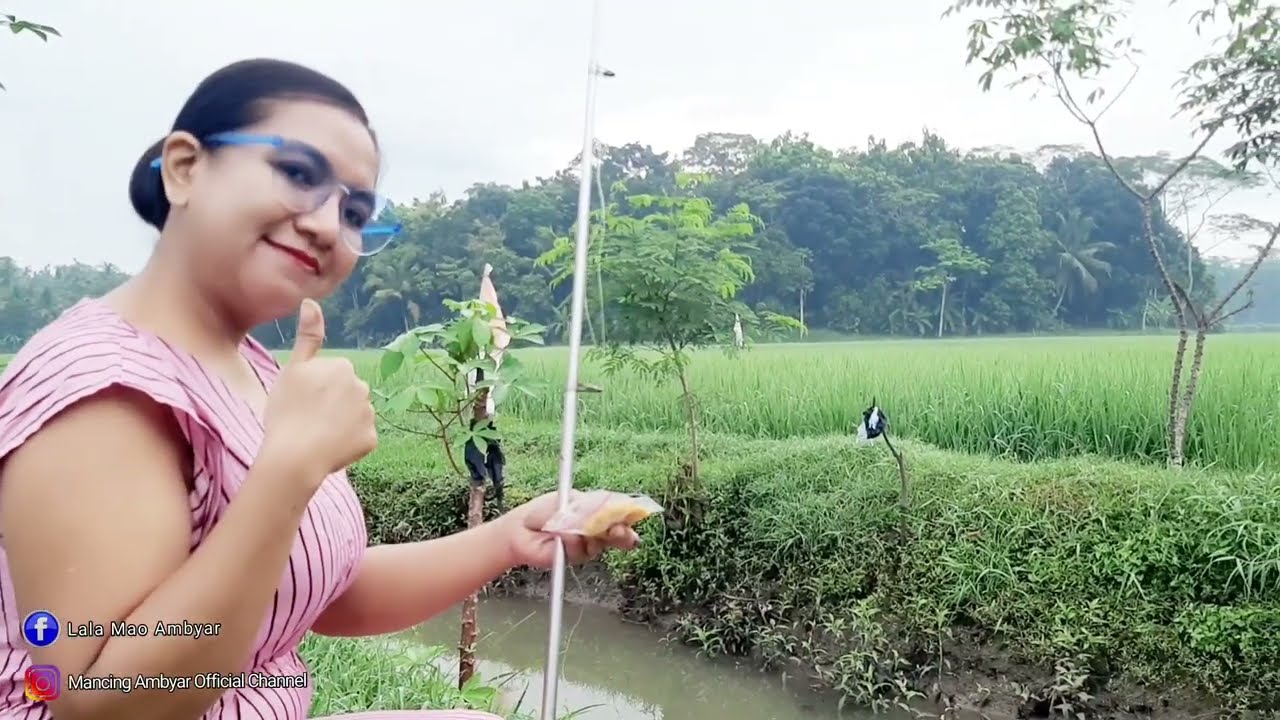 Mancing di sungai sawah pedesaan di temani embun pagi yang sejuk dan pemandangan yang indah
