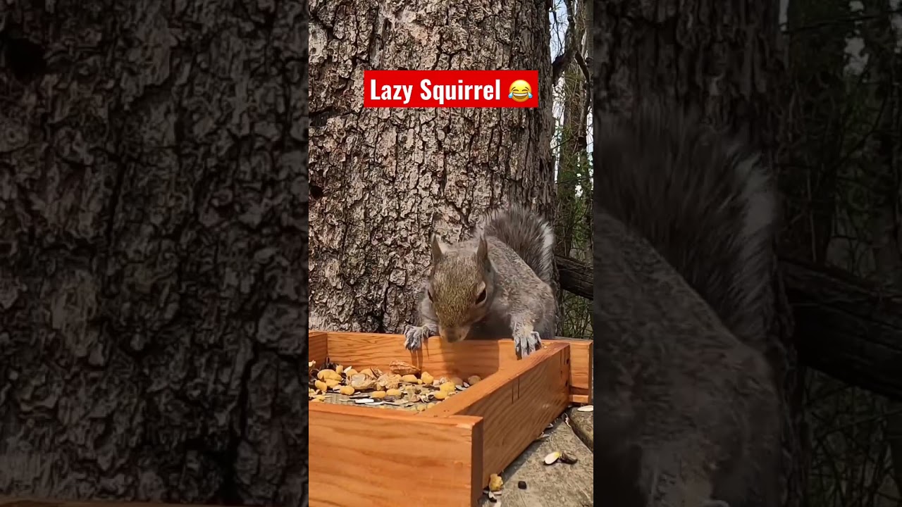 Lazy Squirrel #squirrel #squirrellovers #short #wildlife #naturelovers #nature #funny #funnyanimals