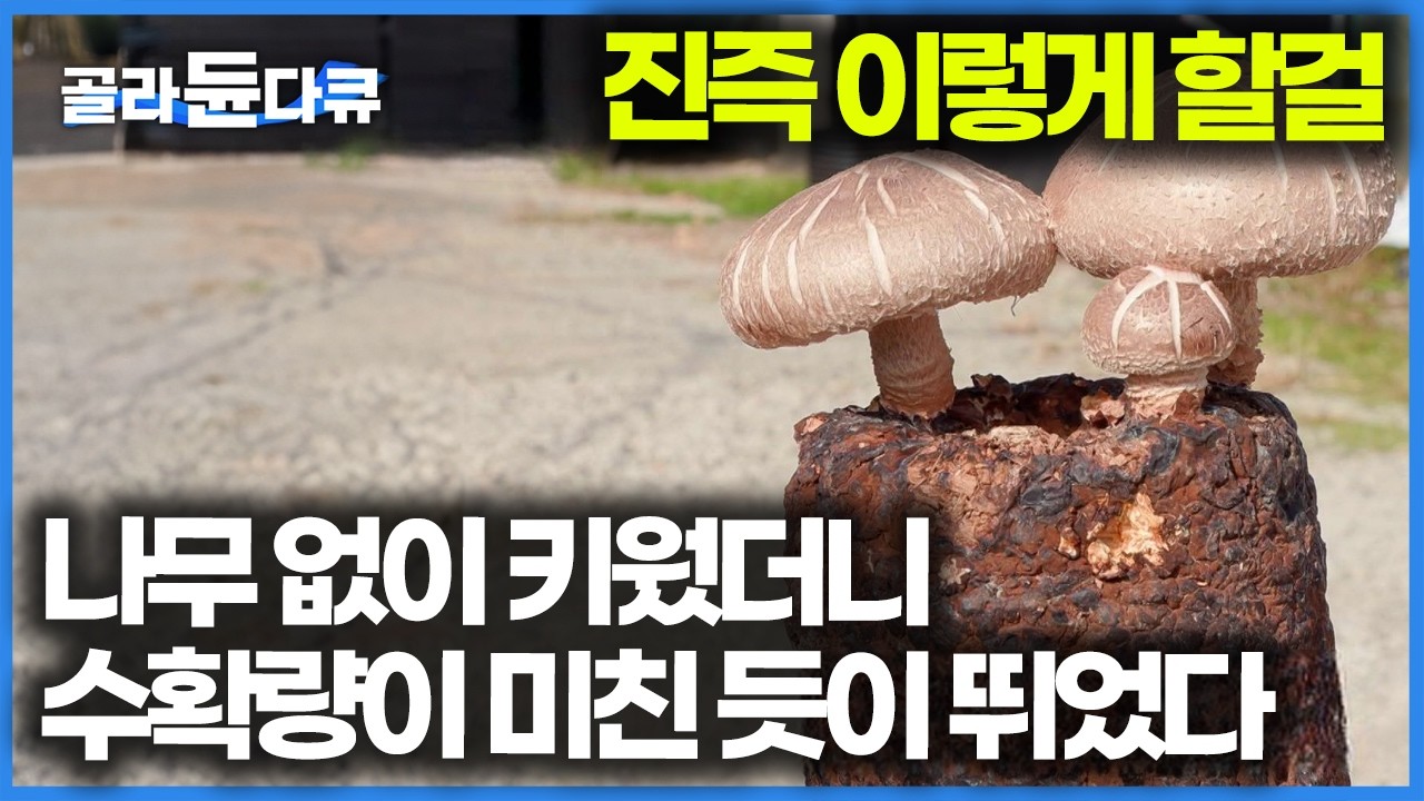 이게 생각보다 잘 되네, 남들 안 하는 방법으로 해봤더니 하루 생산량 400kg 나오는 표고버섯 농장｜한국기행｜#골라듄다큐