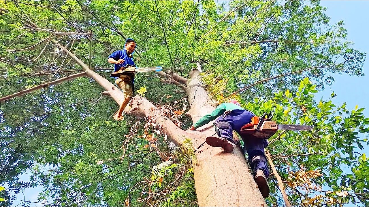 Cưa cây Bông Gòn siêu khủng, siêu cao / Sawing super big, super tall cotton tree | T947