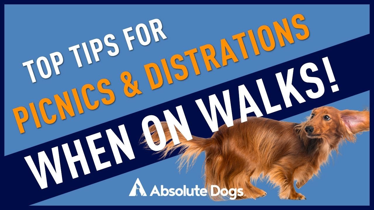 Top Tips for Picnics and Distractions When Walking Your Dog