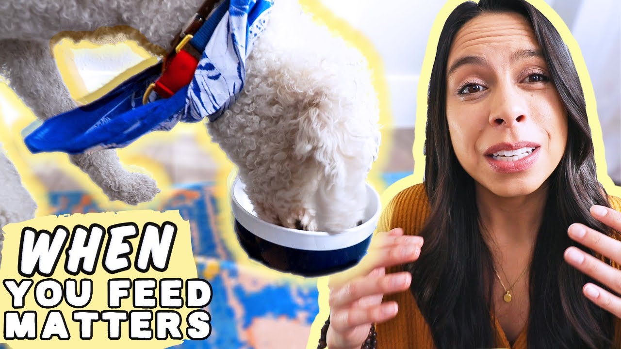 HOW TO FEED A DOG OR PUPPY CORRECTLY  🐶 How many times a day you should feed your dog