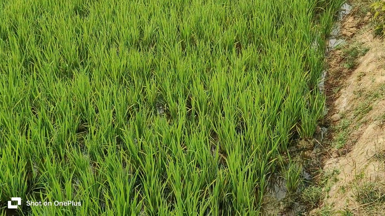 Ravi Paddy Crops 2025-26 ( Silki)