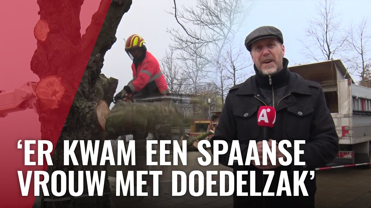 Monumentale kastanjeboom gekapt