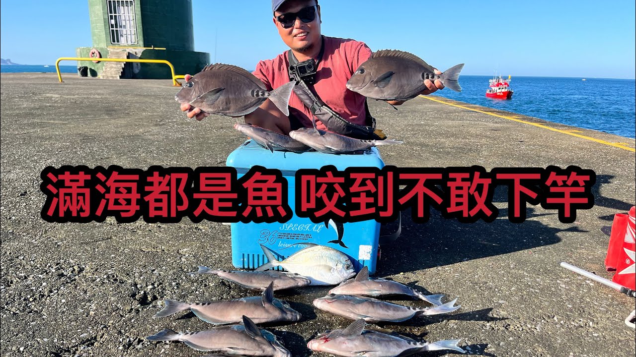 黑豬哥大爆發 全場瘋狂亂咬 完全沒有難度啊#基隆白燈 #磯釣 #黑豬哥 #誘餌籠 #銅鏡 #海男釣魚頻道