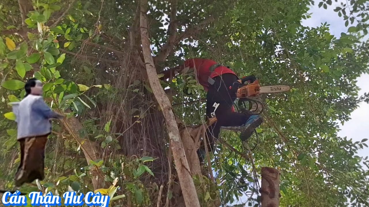Cưa cây Xanh ăn Cà Na cho Đại Gia / Cutting down green trees for wealthy clients. | P208