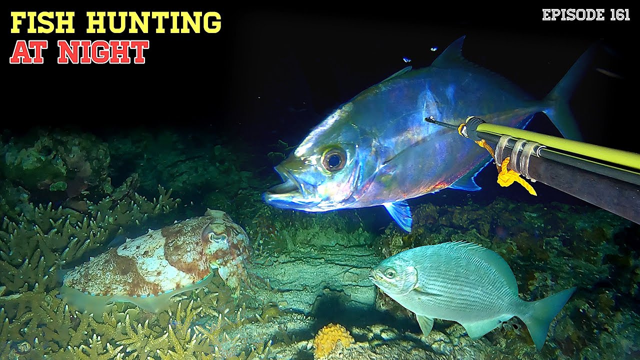 NIGHT SPEARFISHING EPISODE 161 | FISH HUNTING AT NIGHT