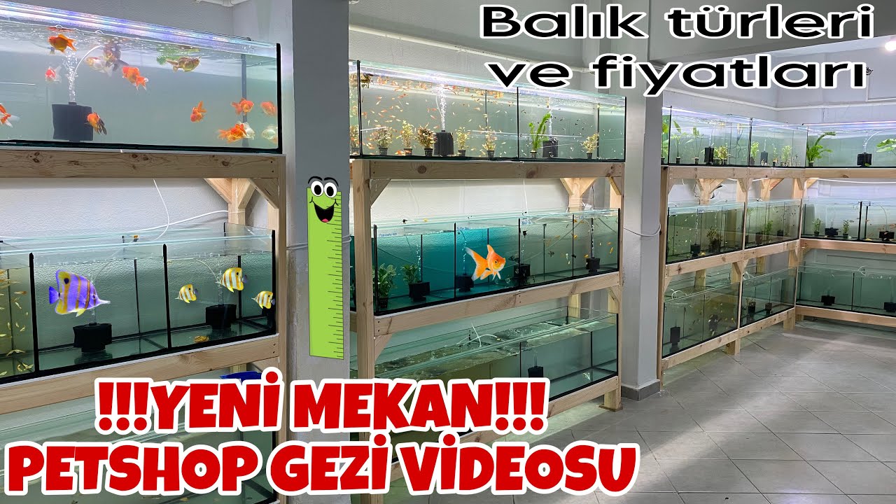 CETVEL PETSHOP GEZİMİZ 🐠 GÜNCEL AKVARYUM BALIK FİYATLARI VE AKVARYUM BALIK TÜRLERİ