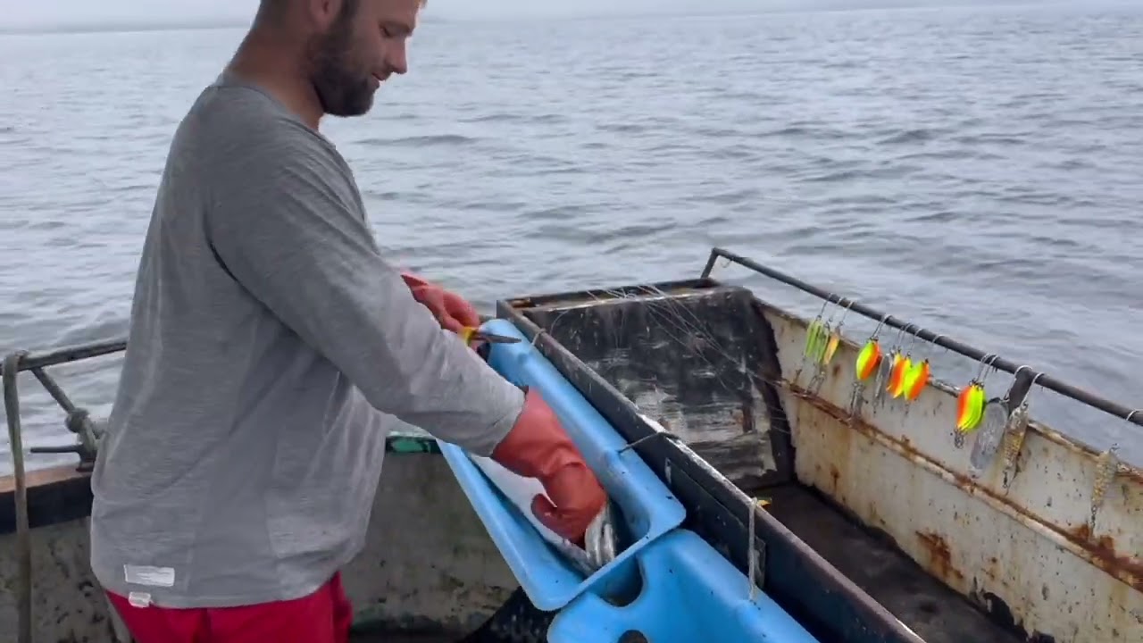Commercial Power Trolling Fishermen Catches King Salmon in Alaska