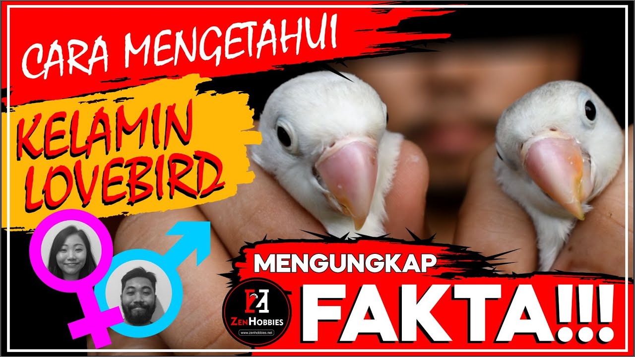 CARA MENGETAHUI KELAMIN LOVEBIRD TANPA DNA