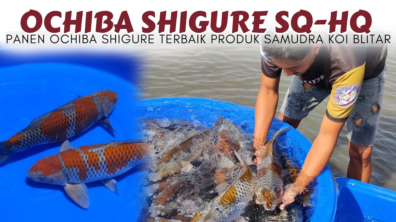 Ini Dia Produk Ochiba Shigure Terbaik Samudra Koi Blitar